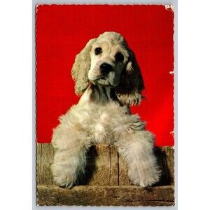 Postcard Cocker Spaniel Dog Posing on Fence Posted 1965 Stamp Vintage Hallmark